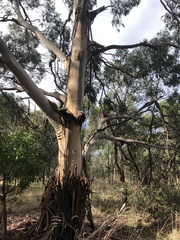 Eucalyptus studleyensis