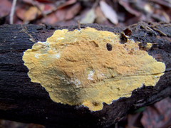 Phlebiodontia subochracea