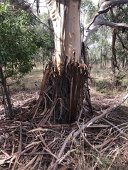 Eucalyptus studleyensis
