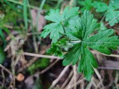 Geranium reptans