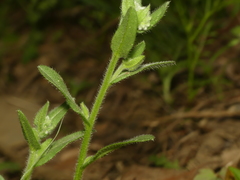 Myosotis verna
