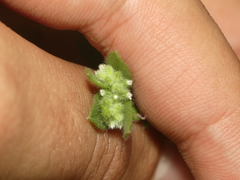 Myosotis verna