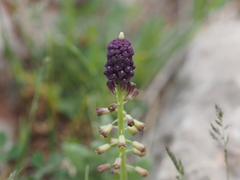 Muscari caucasicum