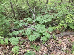 Podophyllum peltatum