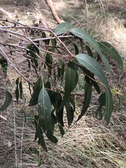 Eucalyptus studleyensis