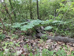 Podophyllum peltatum