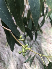 Eucalyptus studleyensis