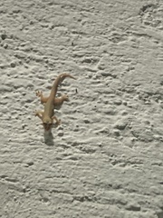 Hemidactylus frenatus