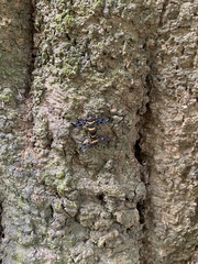 Syntomoides imaon