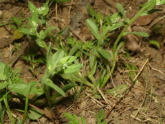 Myosotis verna