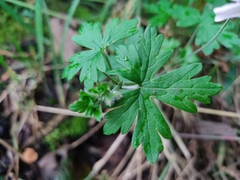 Geranium reptans