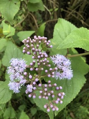 Aristeguietia lamiifolia