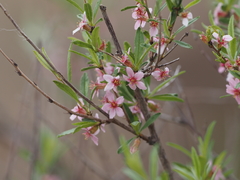 Prunus incana