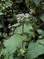Aristeguietia lamiifolia