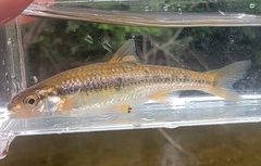 Notropis nubilus