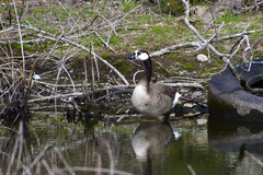 Anser cygnoides × Branta canadensis