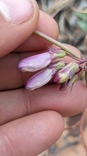 Image of Penstemon laevis by (c) Darrin Gobble, some rights reserved (CC BY)