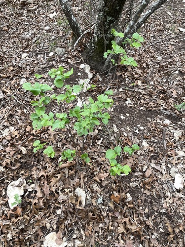 Image of Styrax platanifolius by no rights reserved