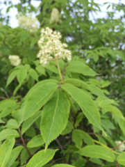 Sambucus racemosa racemosa