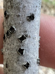 Diatrype disciformis