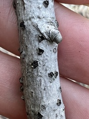 Diatrype disciformis