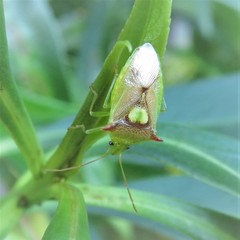 Sastragala versicolor