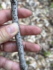 Diatrype disciformis