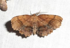 Cepphis armataria
