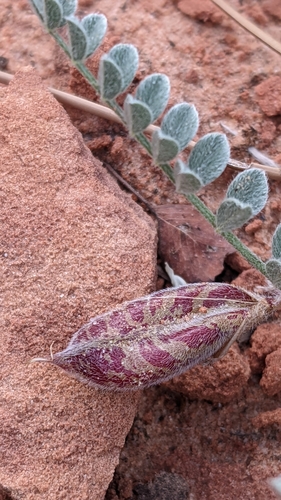 Image of Astragalus zionis by (c) Darrin Gobble, some rights reserved (CC BY)