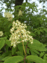 Sambucus racemosa racemosa