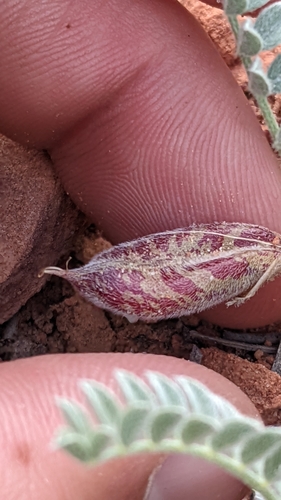 Image of Astragalus zionis by (c) Darrin Gobble, some rights reserved (CC BY)