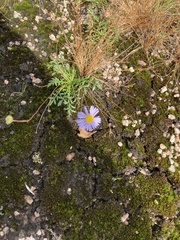 Brachyscome stuartii