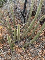 Bergerocactus