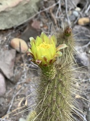 Bergerocactus