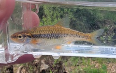 Notropis nubilus