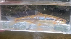 Notropis nubilus