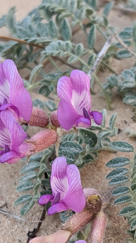 Image of Astragalus zionis by (c) Darrin Gobble, some rights reserved (CC BY)