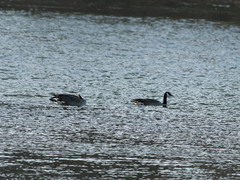 Branta canadensis