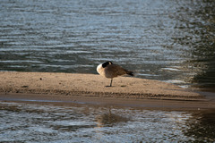 Branta canadensis