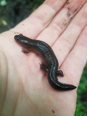Desmognathus fuscus