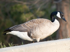 Branta canadensis