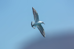 Chroicocephalus ridibundus