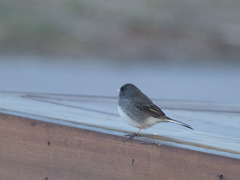 Junco hyemalis