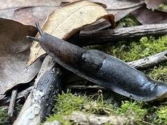 Belocaulus angustipes