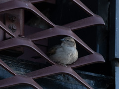 Passer domesticus