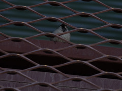 Passer domesticus