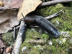 Belocaulus angustipes