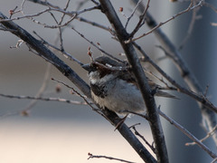 Passer domesticus