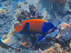 Pomacanthus navarchus