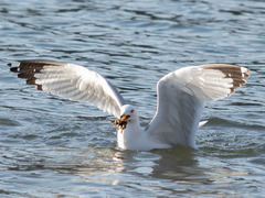 Larus delawarensis